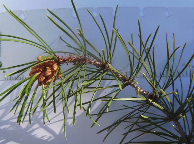 Lodgepole Needles